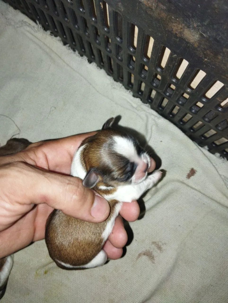 Filhotes de Shitzu Para reserva  - Foto 2