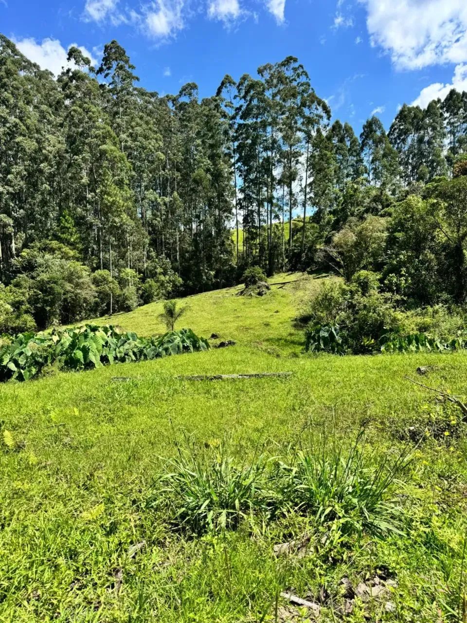 Sitio com escritura em Anitápolis - SC - Foto 5