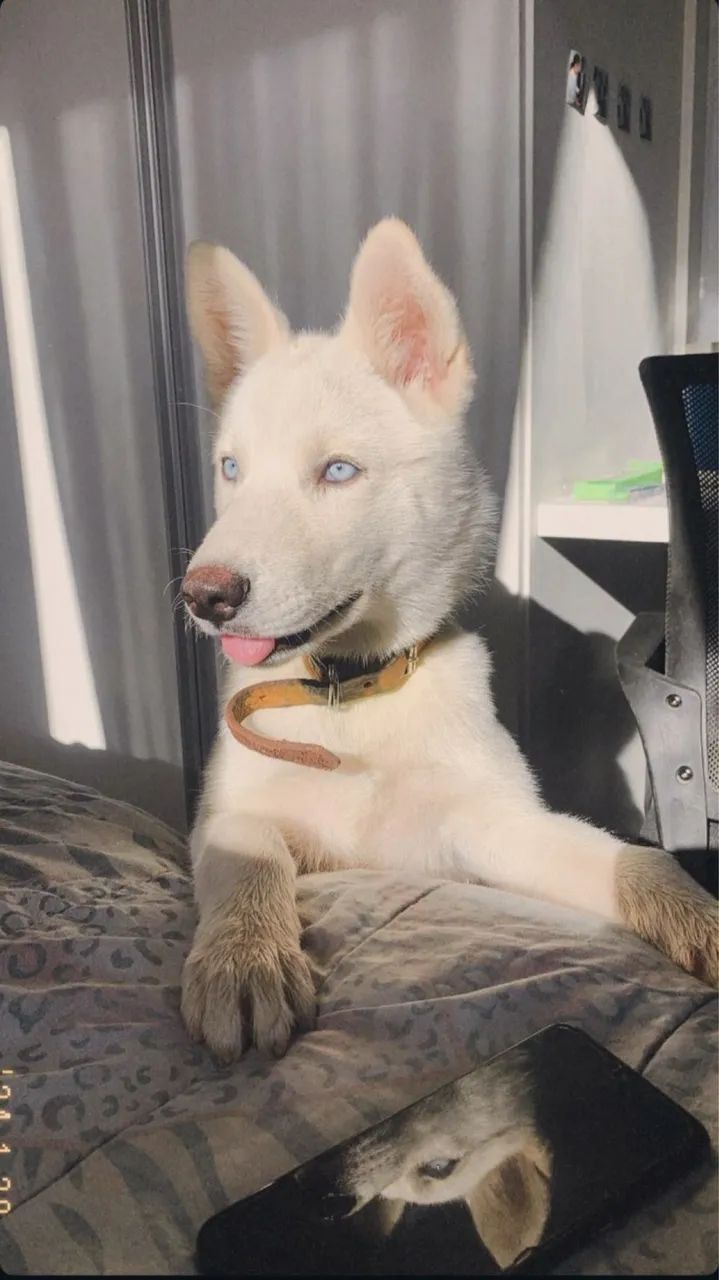 Filhote de Husky  - Foto 4