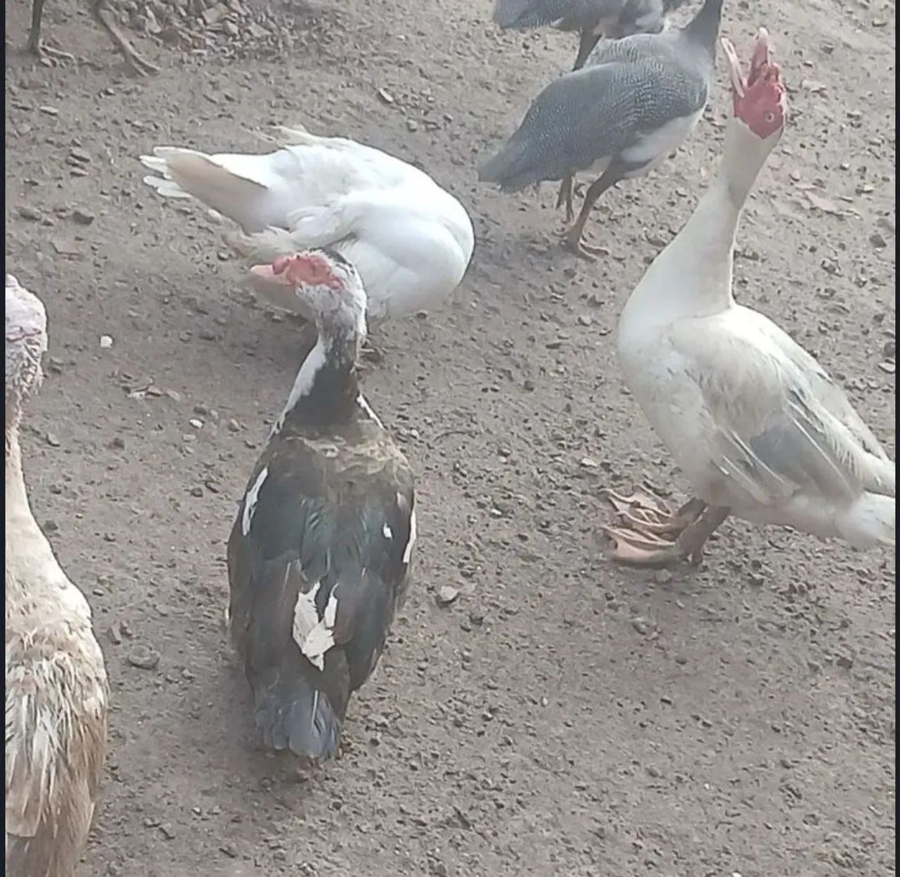 Patos na promoção do cirio  - Foto 4