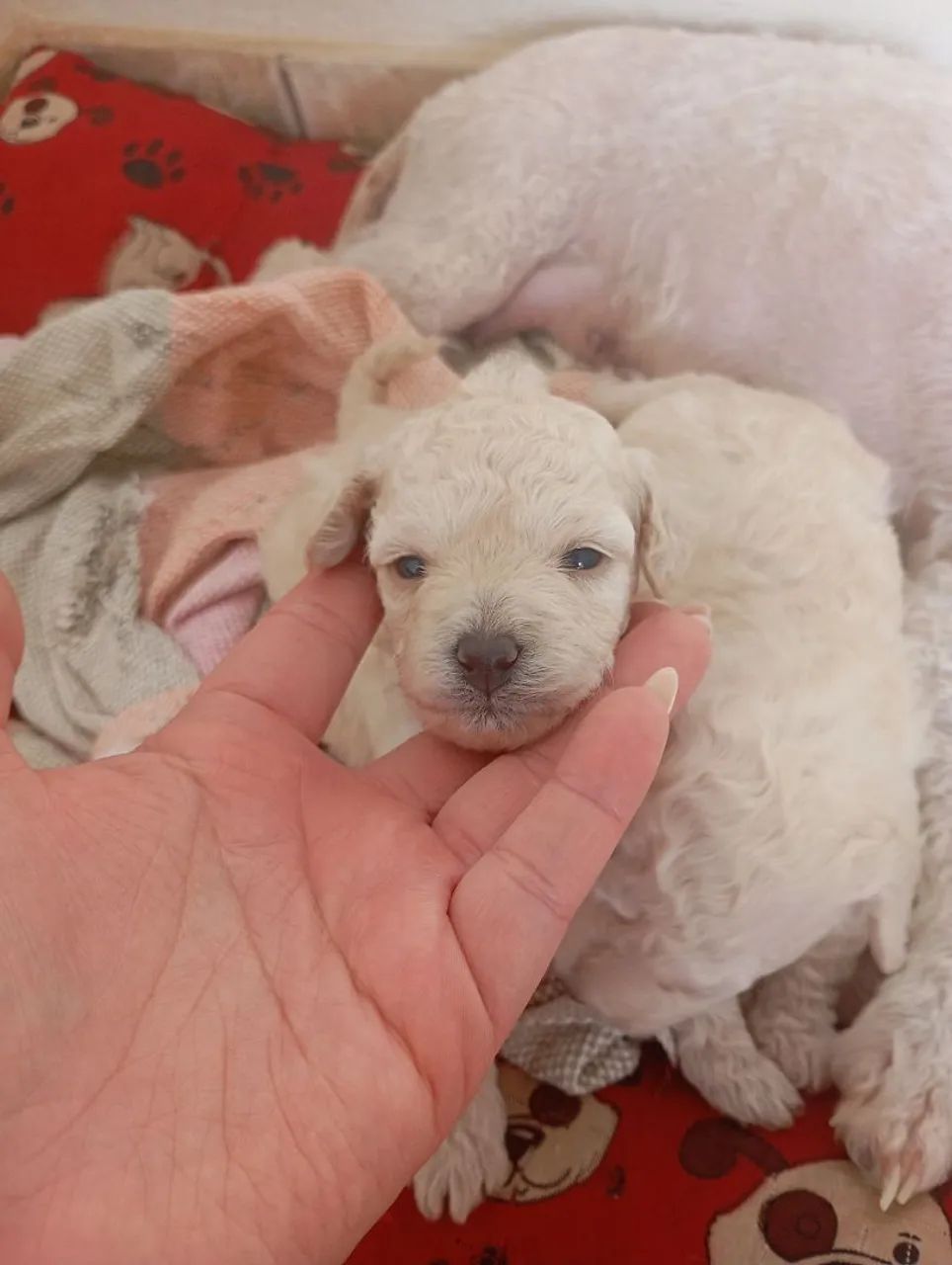 Cachorro poodle raça pura  - Foto 5