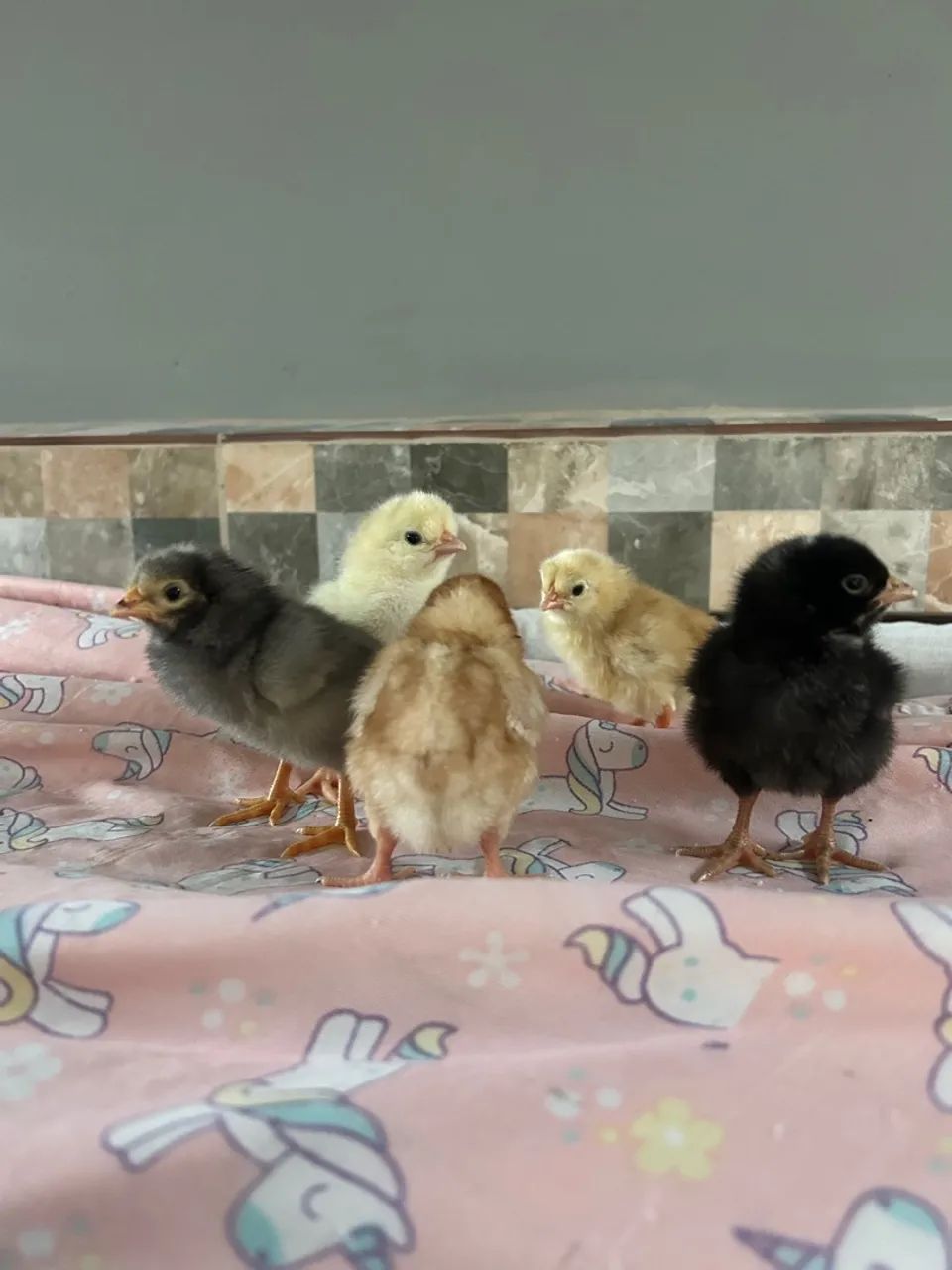 Pintinhos de galinha caipira - Foto 5