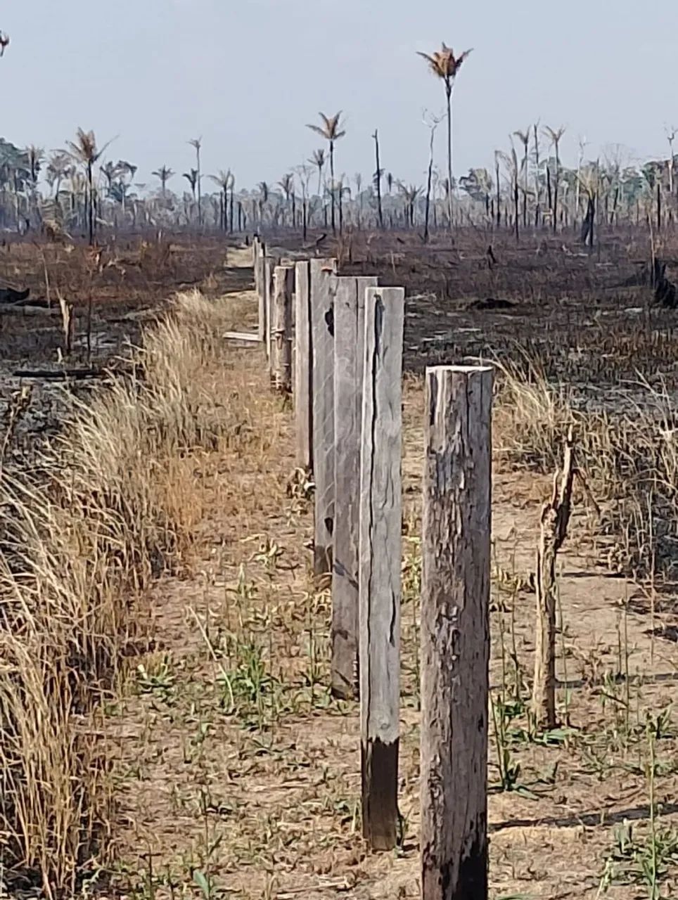 FAZENDA 200 hectares  - Foto 3