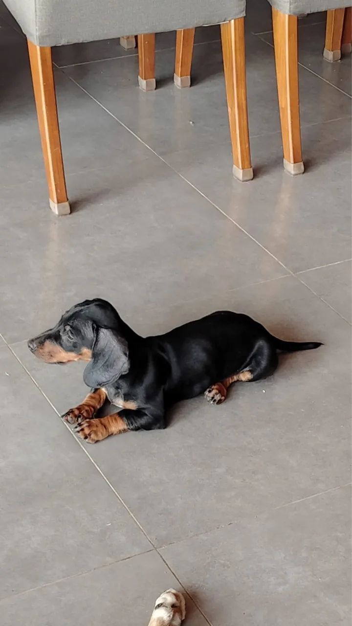 VENDE-SE LINDO BASSET DACHSHUND MINIATURA  - Foto 5