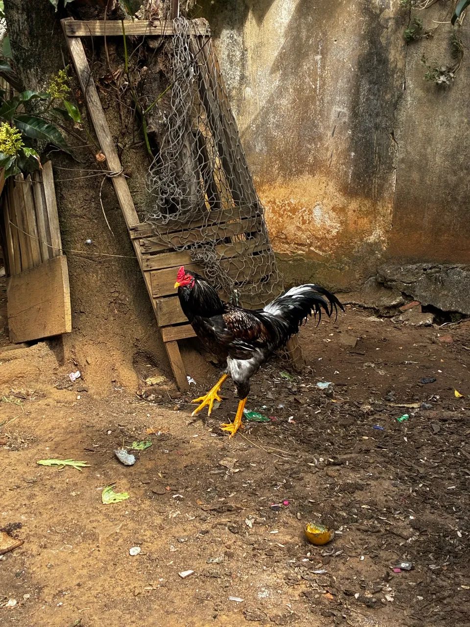 Galinhas e galo - Foto 5