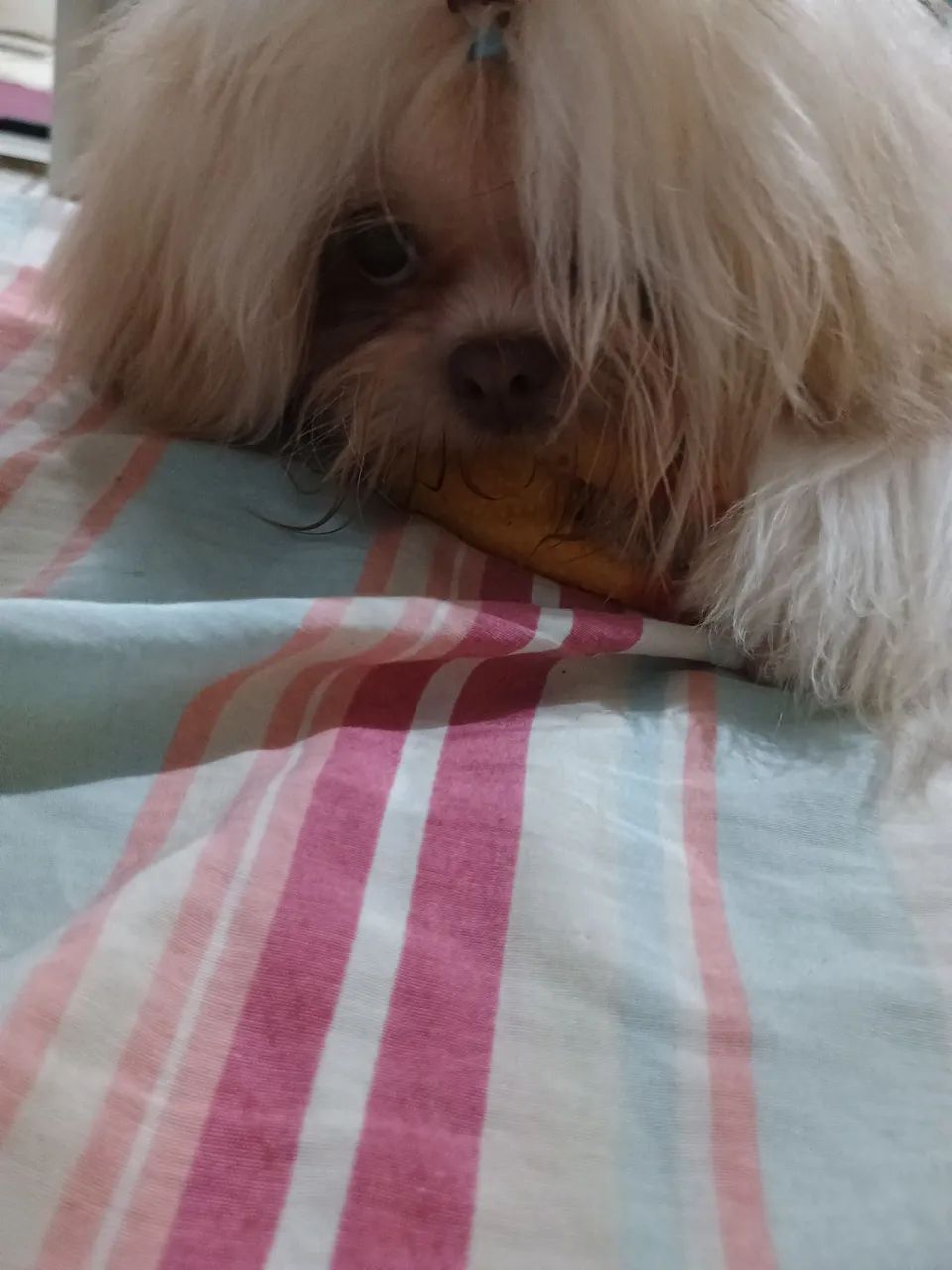 Shihtzu  - Foto 2