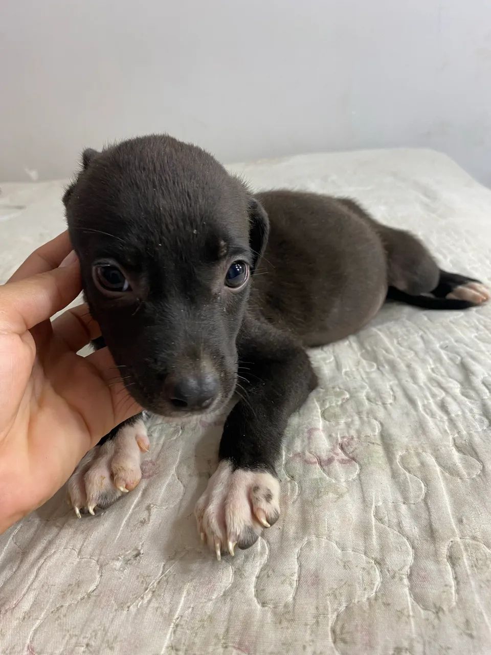 Cachorro  - Foto 2
