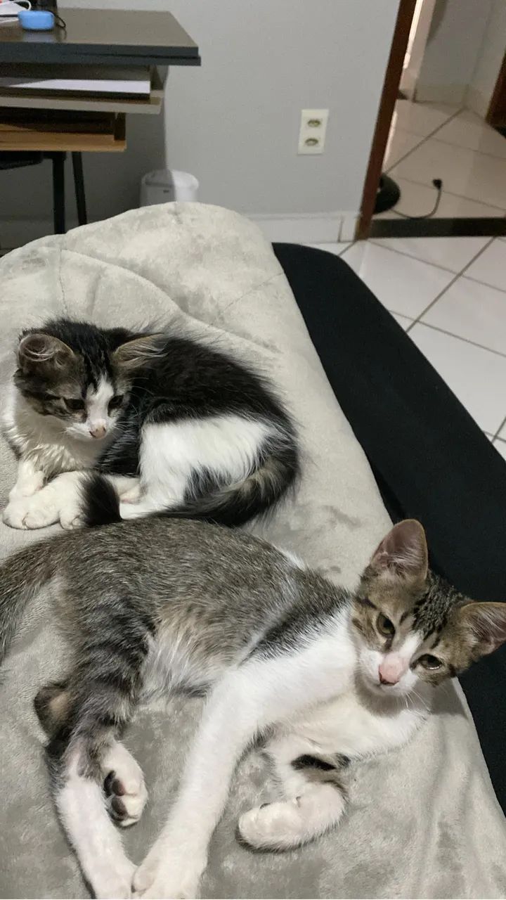 DOAÇÃO - Foto 2