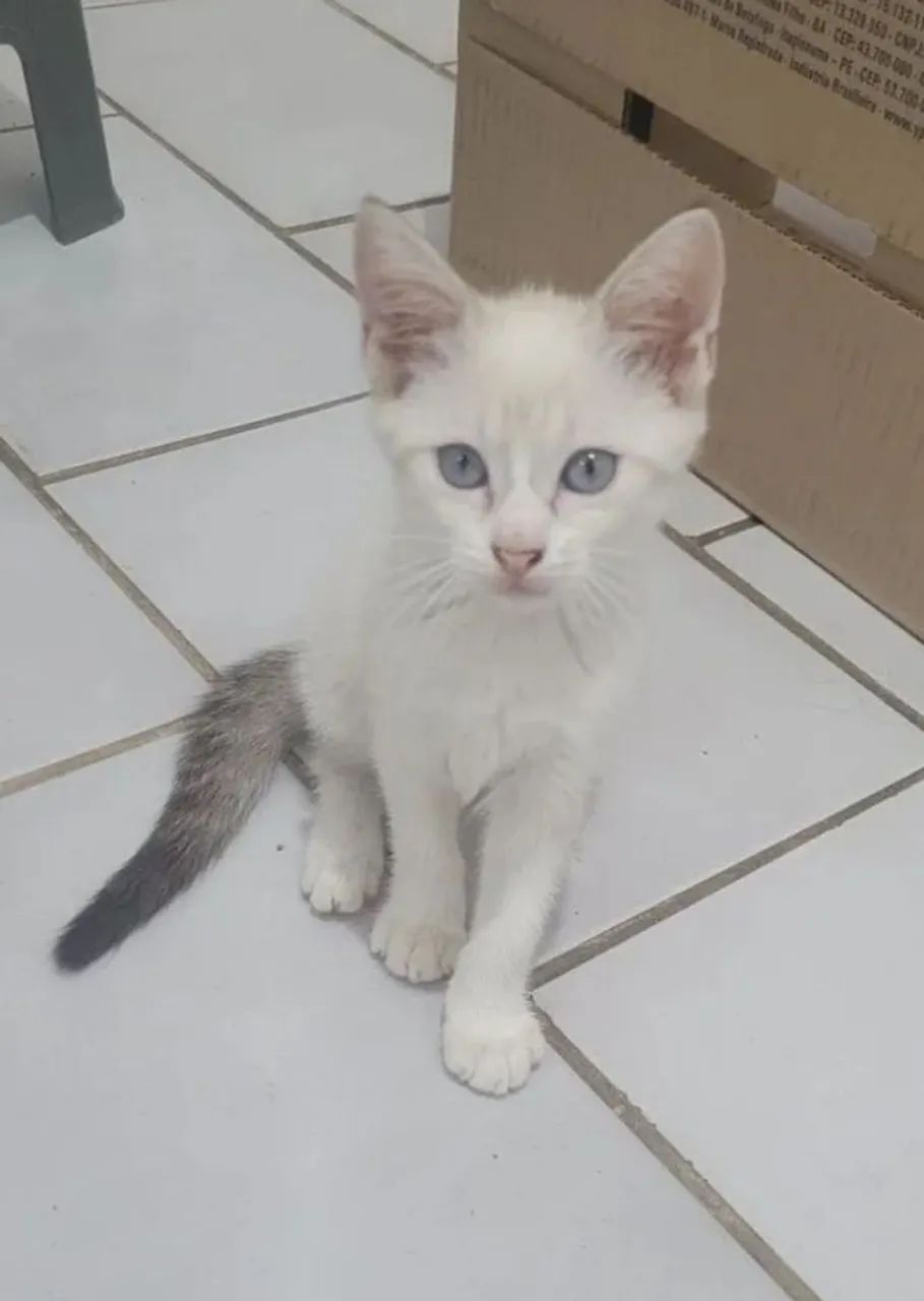 Doa-se gatinha
