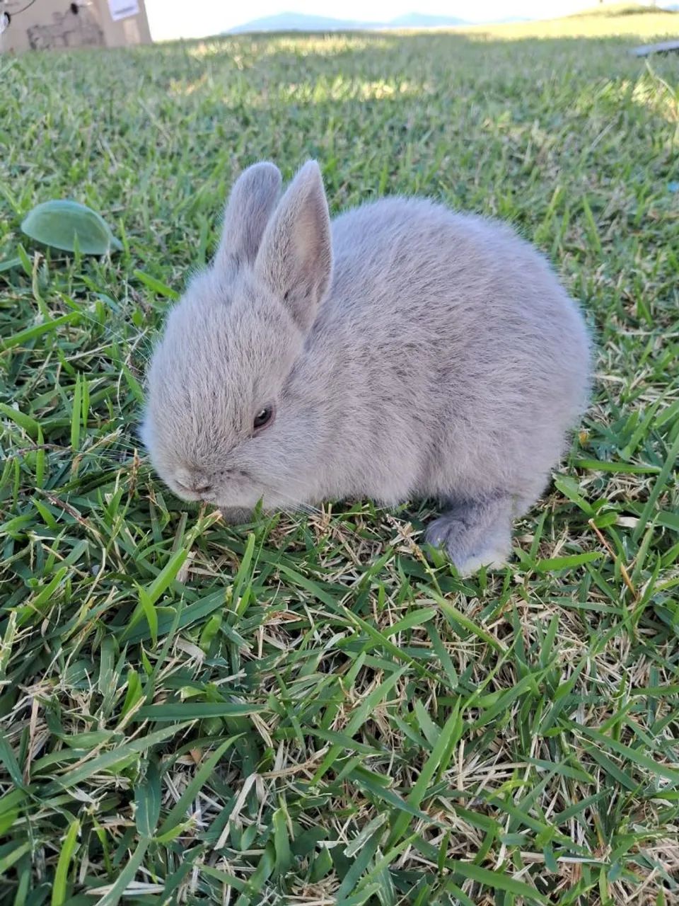 Filhotes de mini coelho nertland 