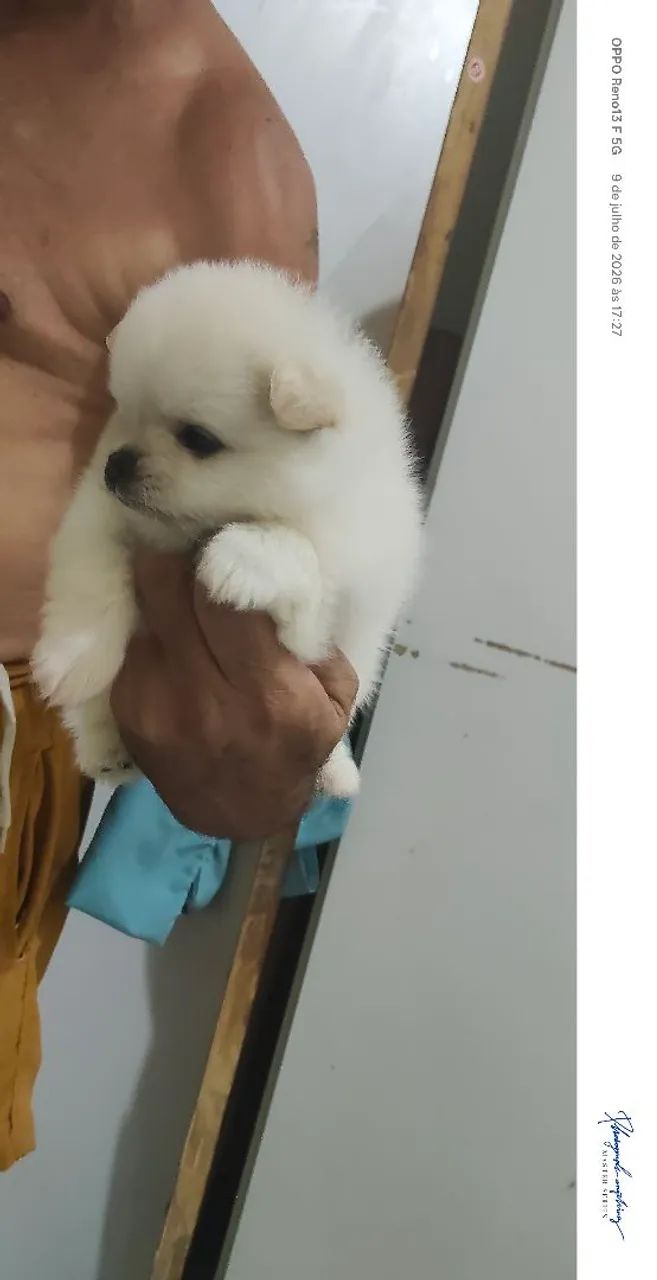 Spitz alemão  - Foto 2