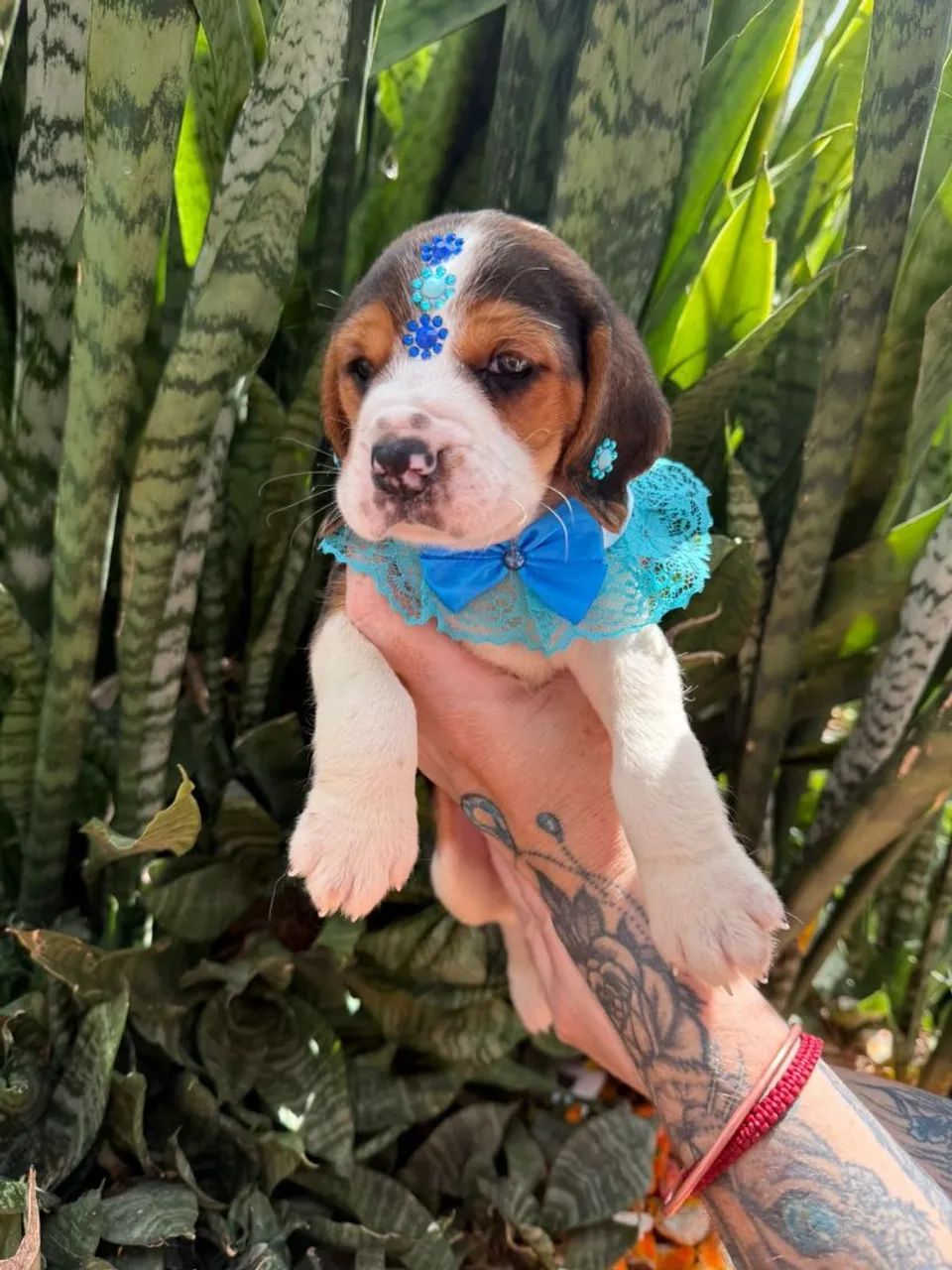Beagle Filhotes  - Foto 3