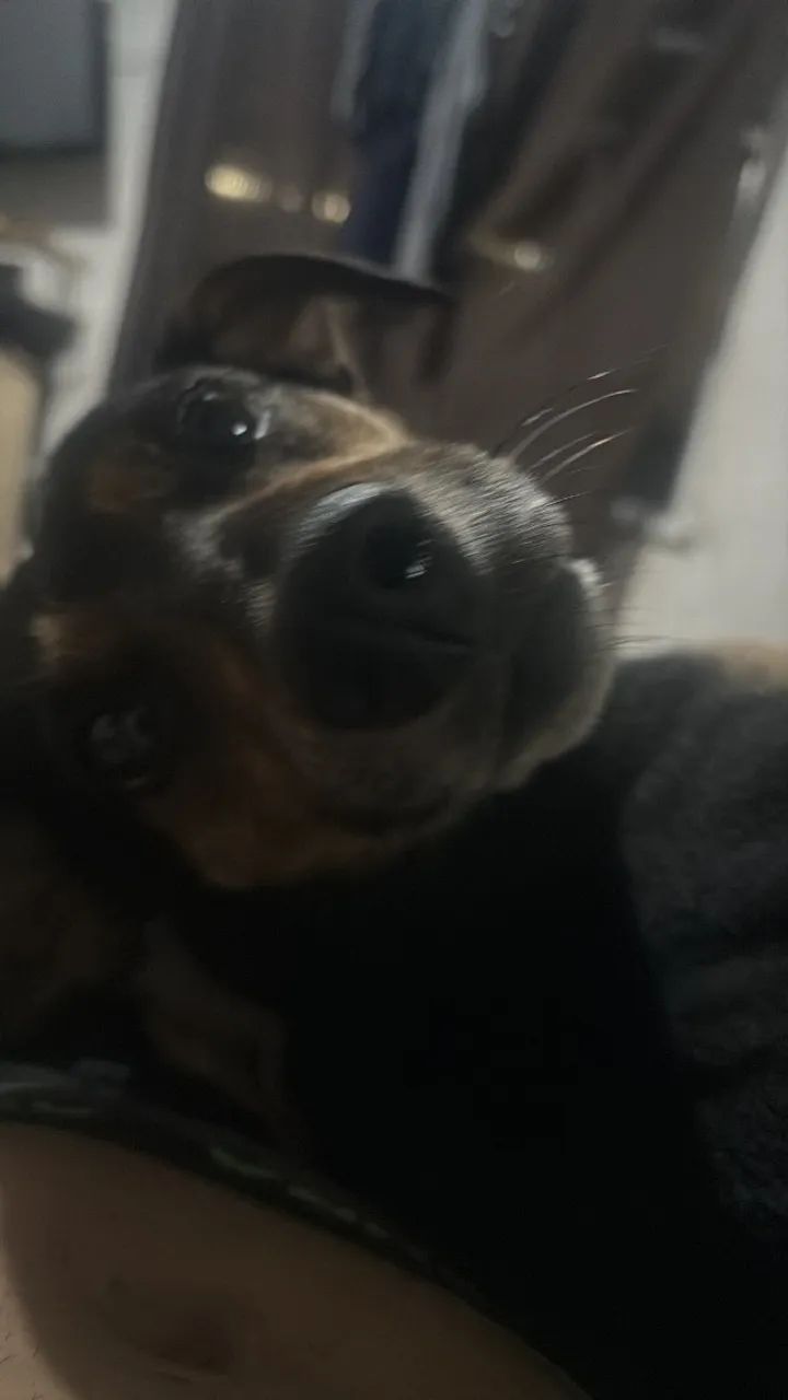 Adoção responsável  - Foto 3