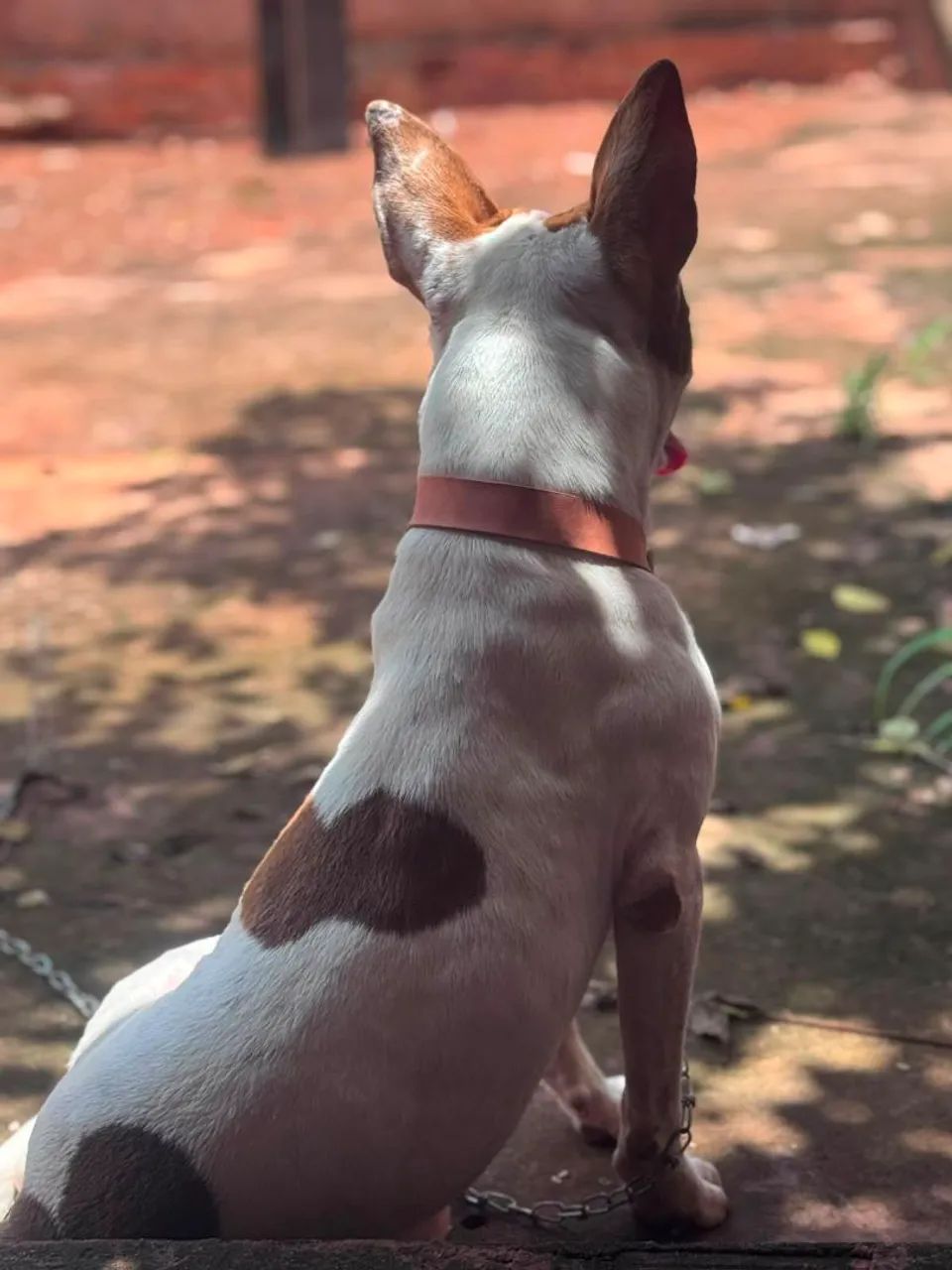 Filhotes Pit Bull  - Foto 4