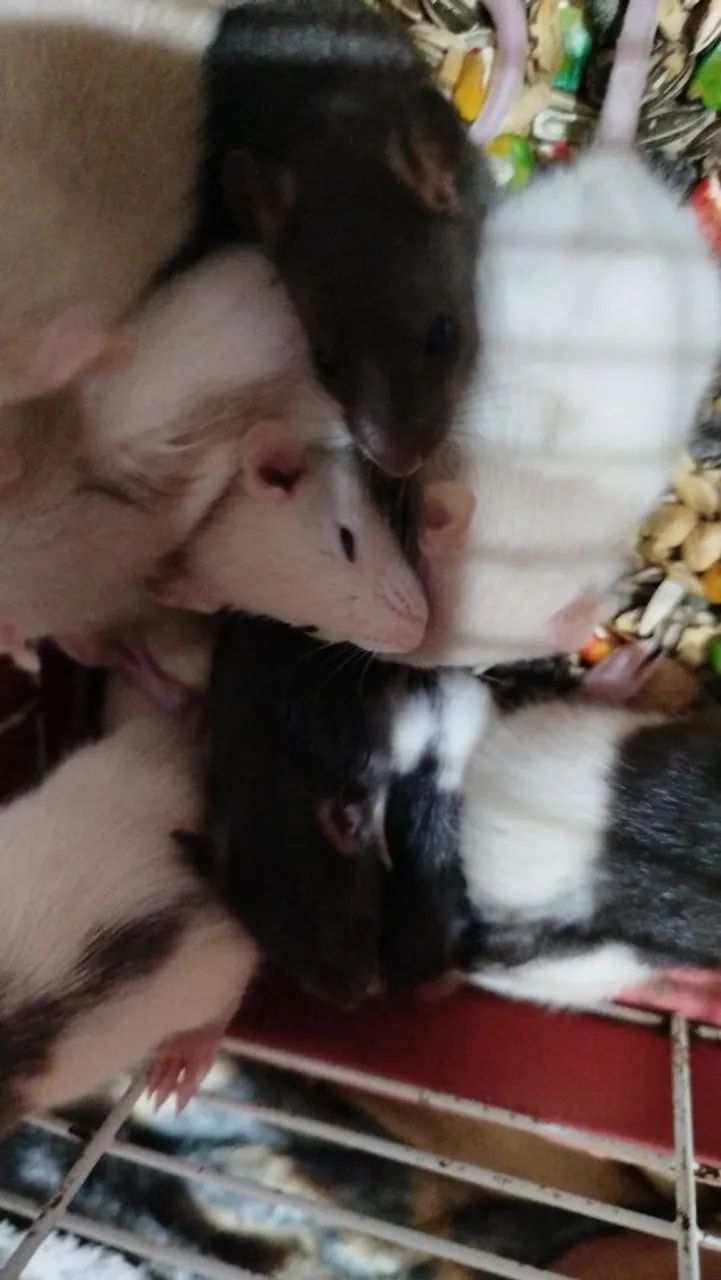 Filhotes RATO TWISTER - Foto 2
