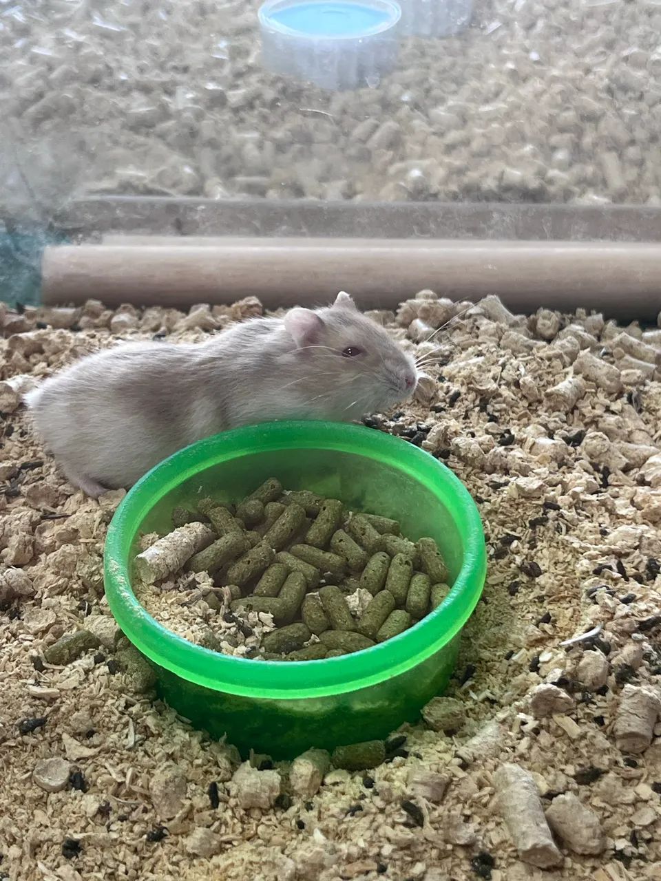 Hamster anão russo 
