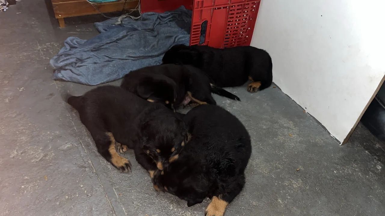 Cachorro  - Foto 3