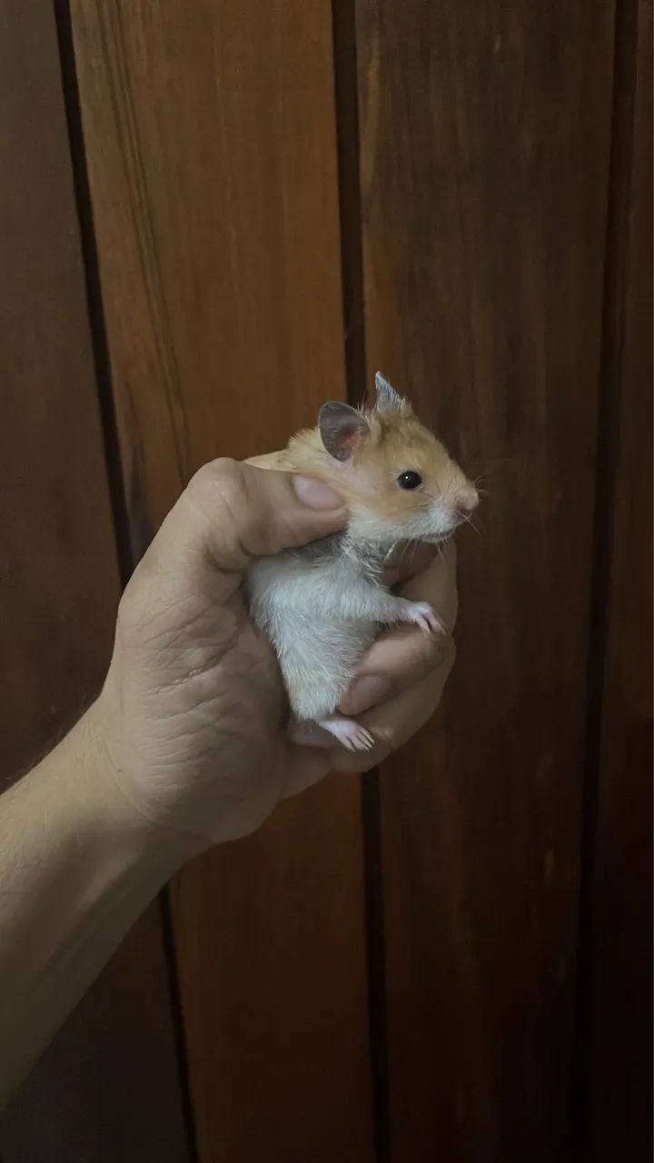 Hamster - Foto 3