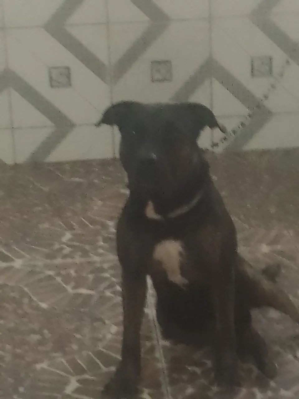 Cachorro  - Foto 3