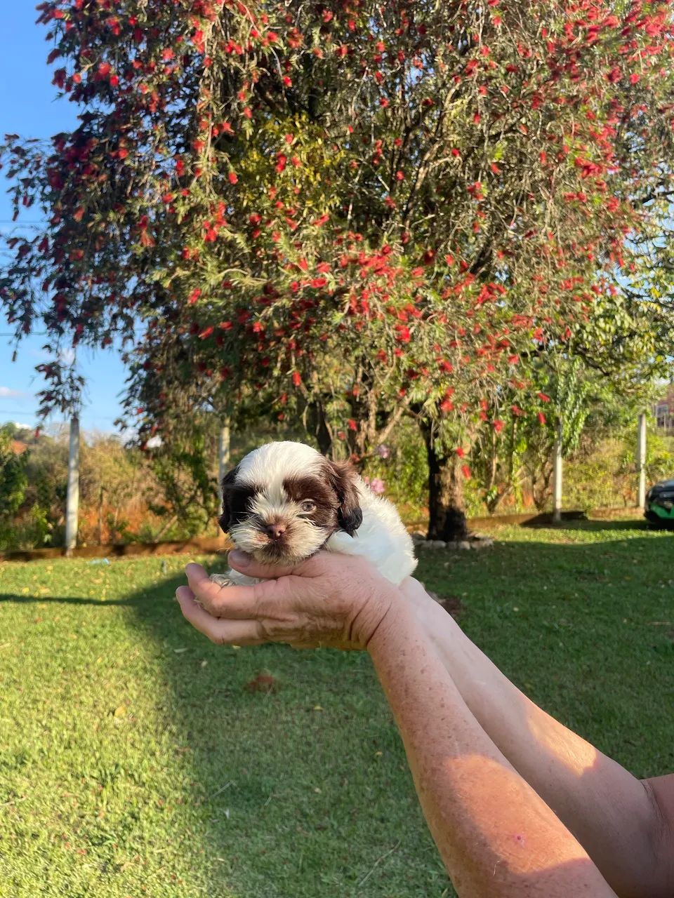 Shih-tzu macho branco e chocolate 