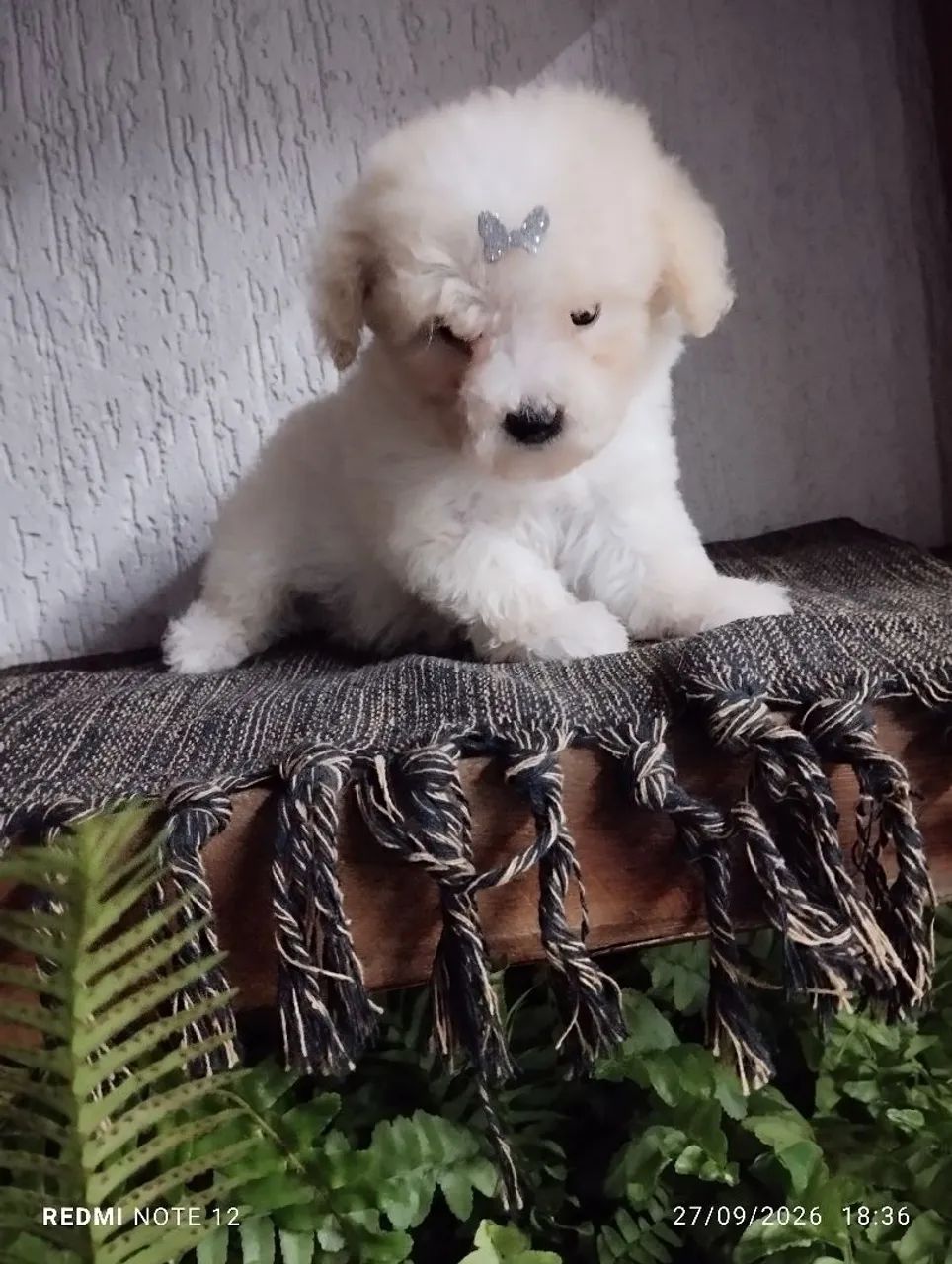 Poodle toy - Foto 4