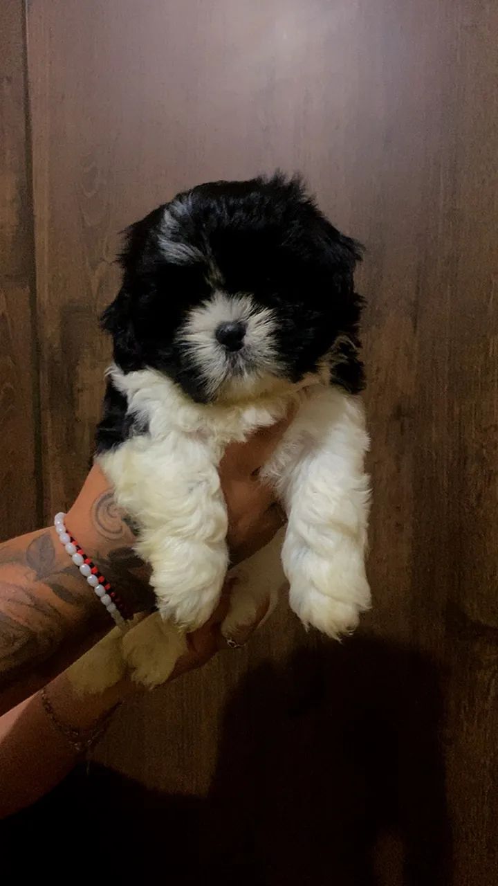 Shih tzu  - Foto 2