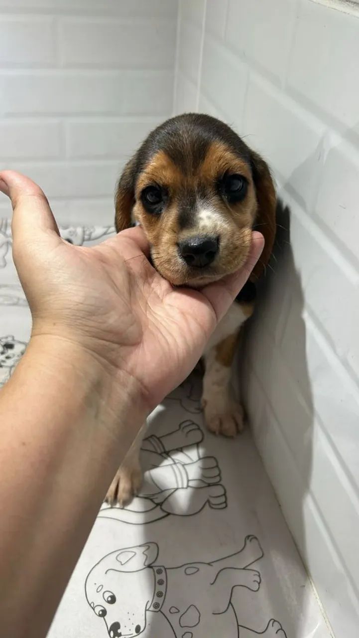 Lindeza de filhote de beagle