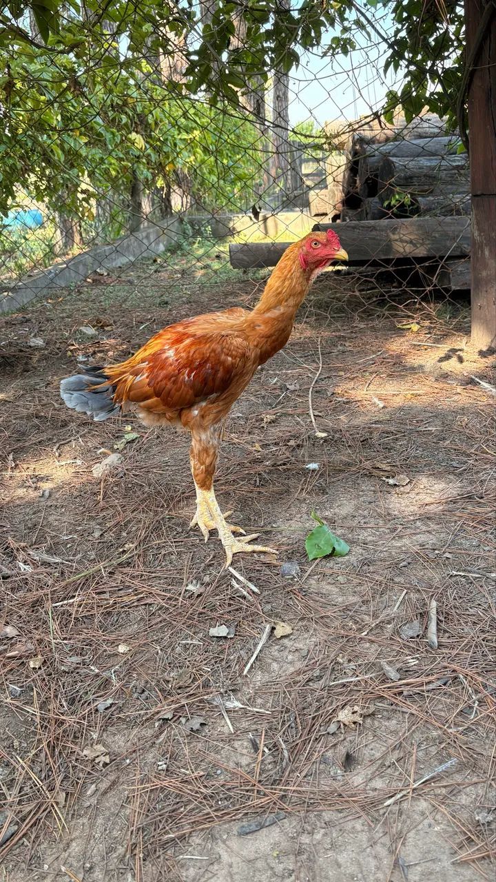 Frango Índio Gigante - Foto 3