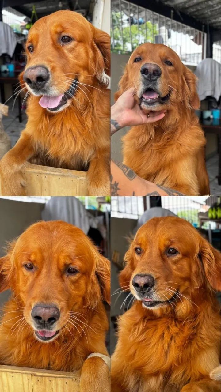 Goldens Filhotes - Foto 5