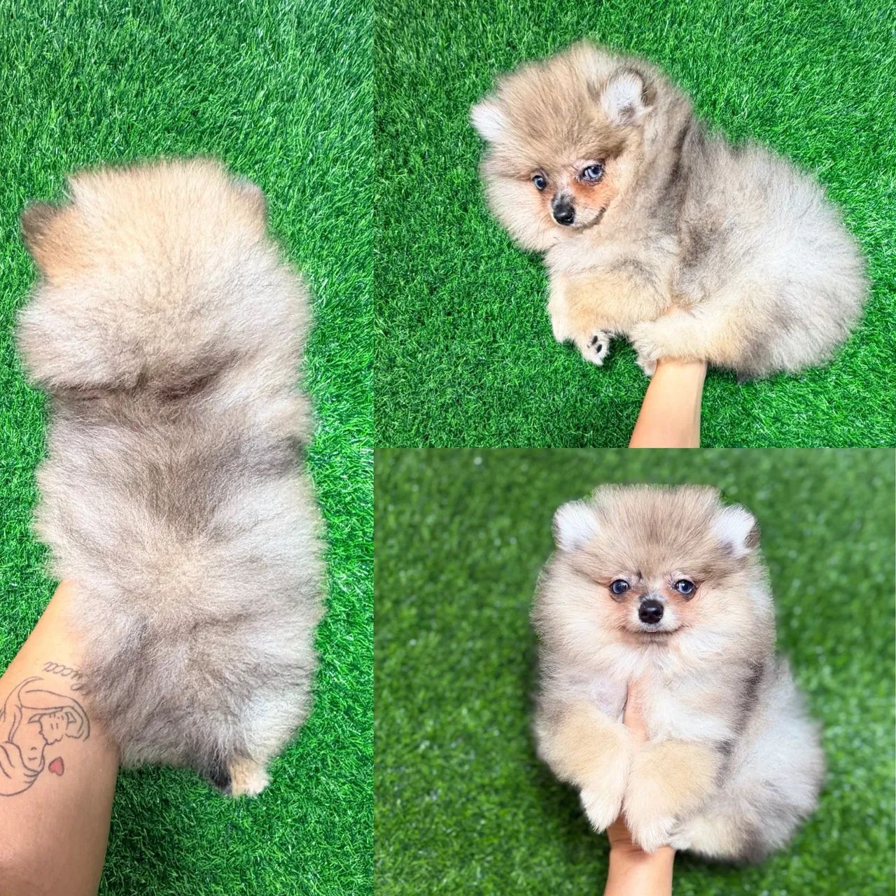 Lulu macho anão  - Foto 3