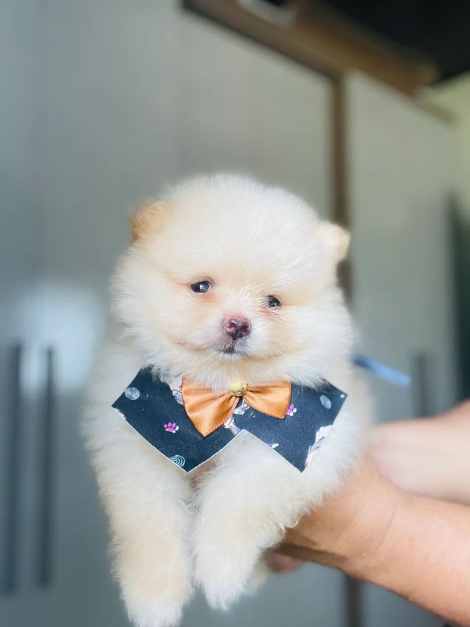 Macho de spitz para ENTREGA - Foto 4