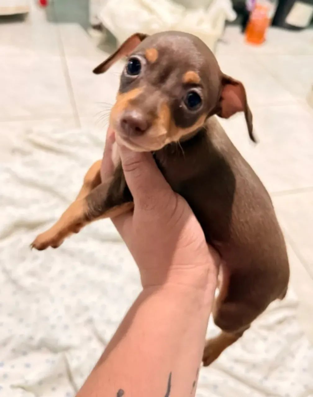 Cachorro 