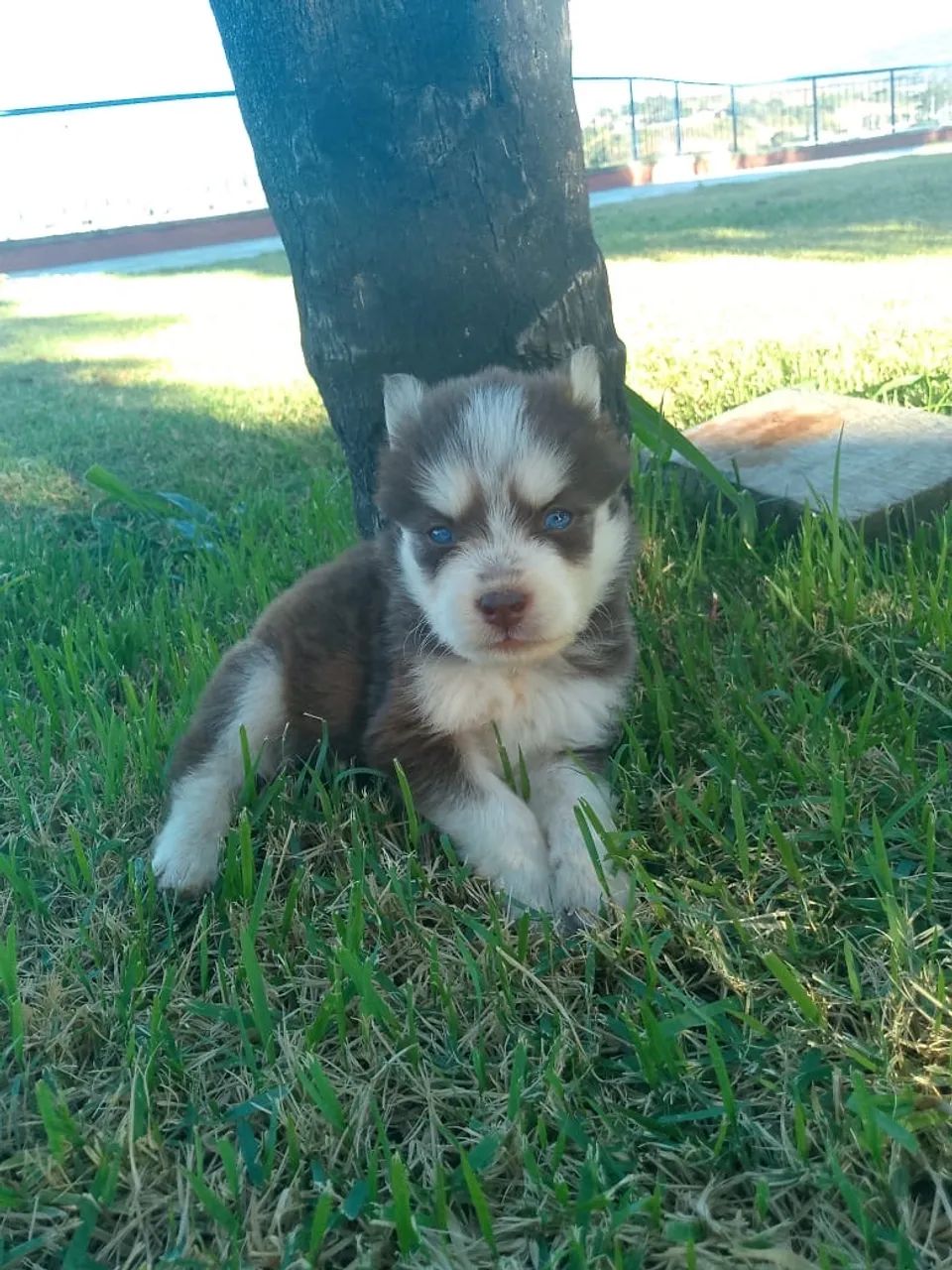 Husky siberiano  - Foto 3