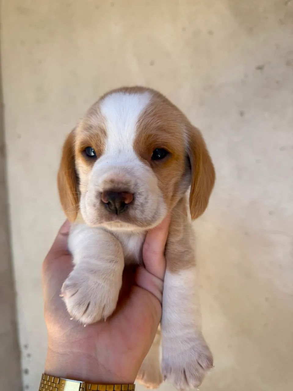 Beagle 13 polegadas tricolor e bicolor  - Foto 3
