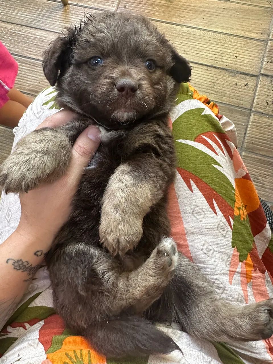 Cachorro Shitzu - Foto 4