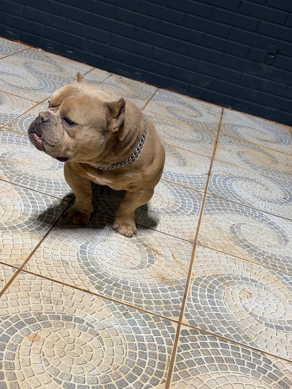 Cão American Bully - Foto 4