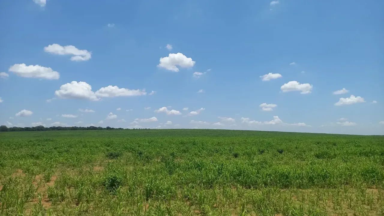 FAZENDA A VENDA  com 170 HA - Foto 4