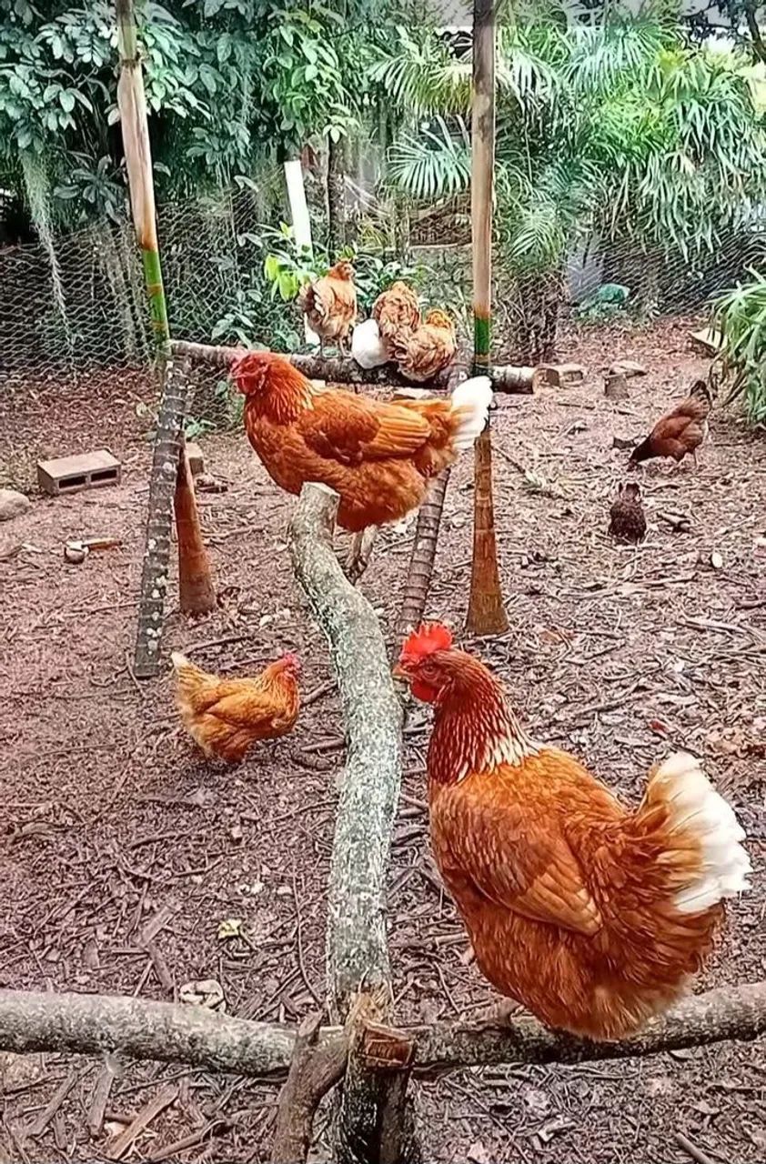 Vendo Galinhas ?  - Foto 3