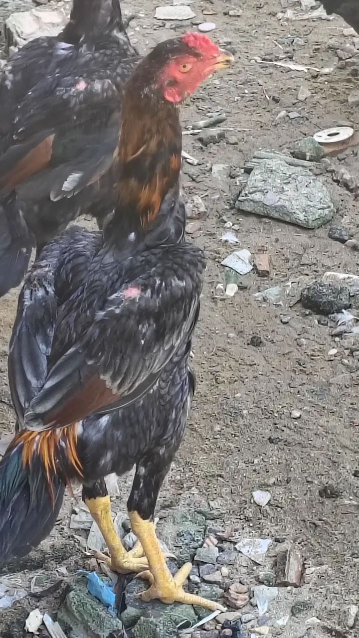 Vende-se casais de frangos da raça Mura entre 5 e 6 meses r$500 individual r$300 - Foto 6