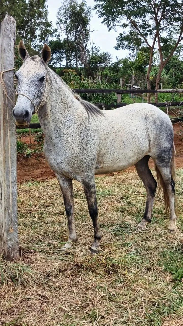 Égua Mangalarga Marchador (Registrada) - Foto 2