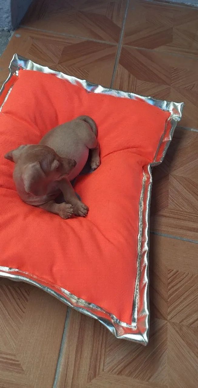 Vendo filhote dachshund - Foto 2