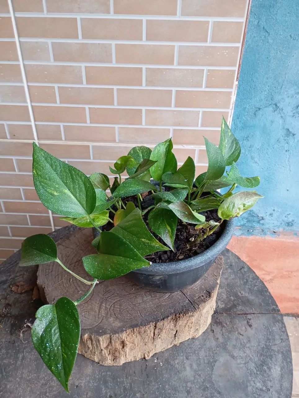 Plantas e sementes 
