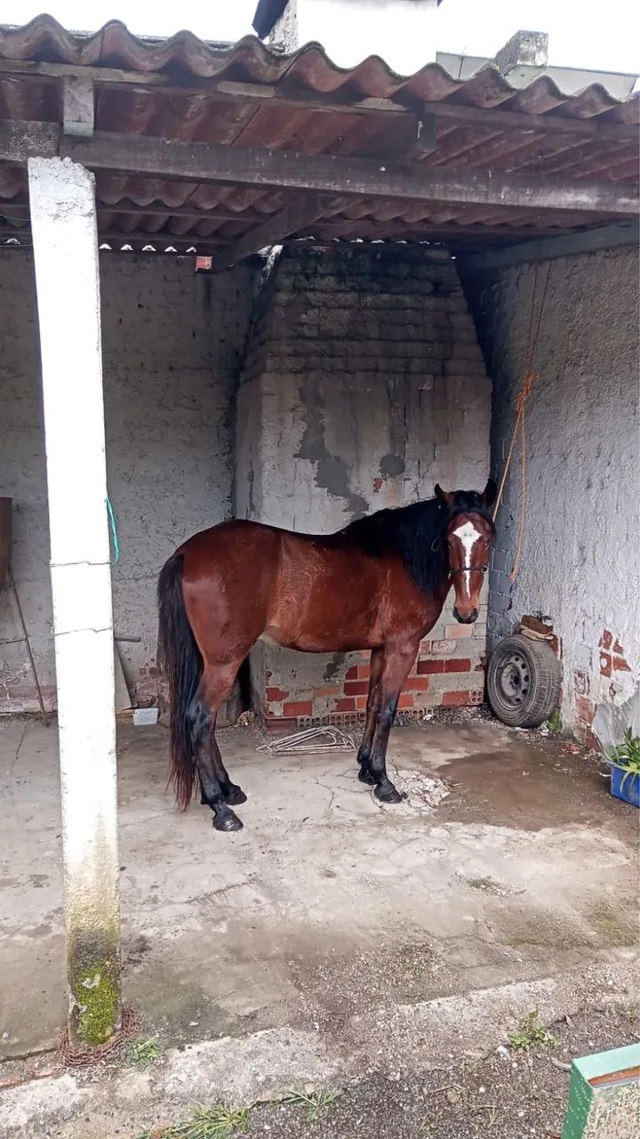 Cavalo Manga Larga