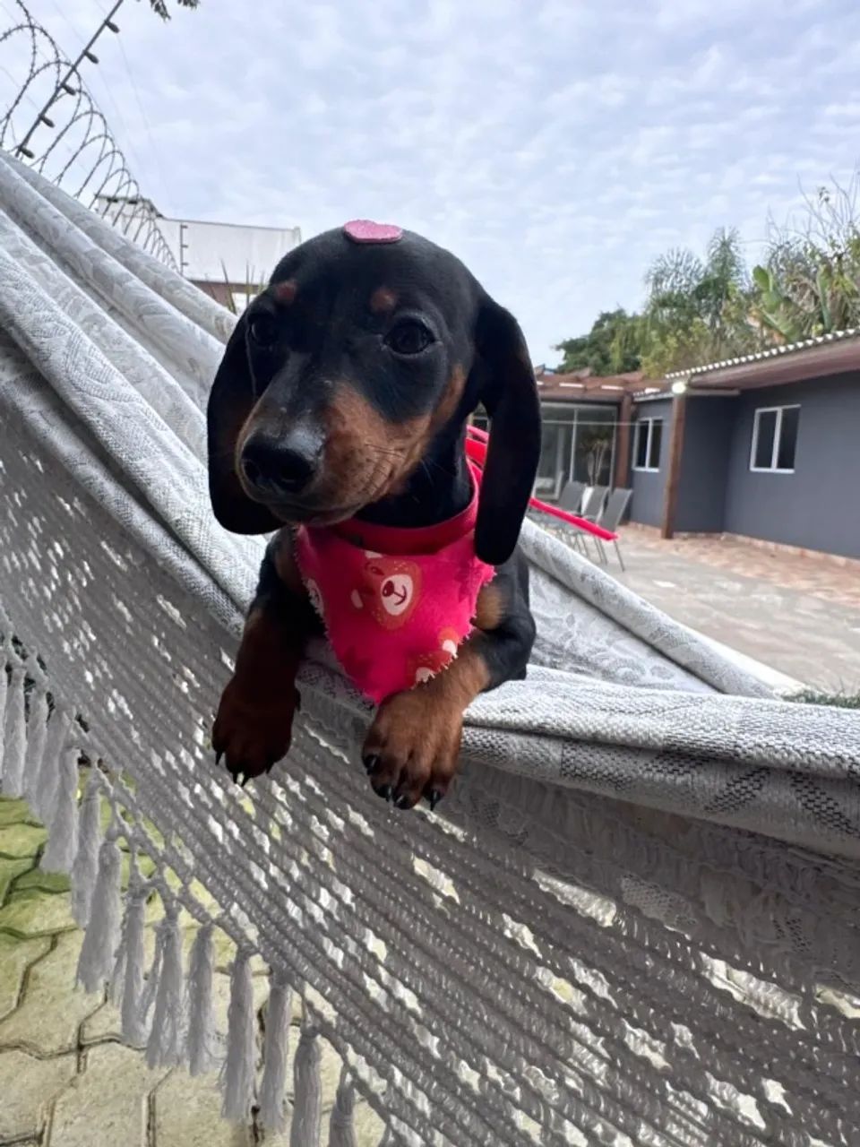 dachshund