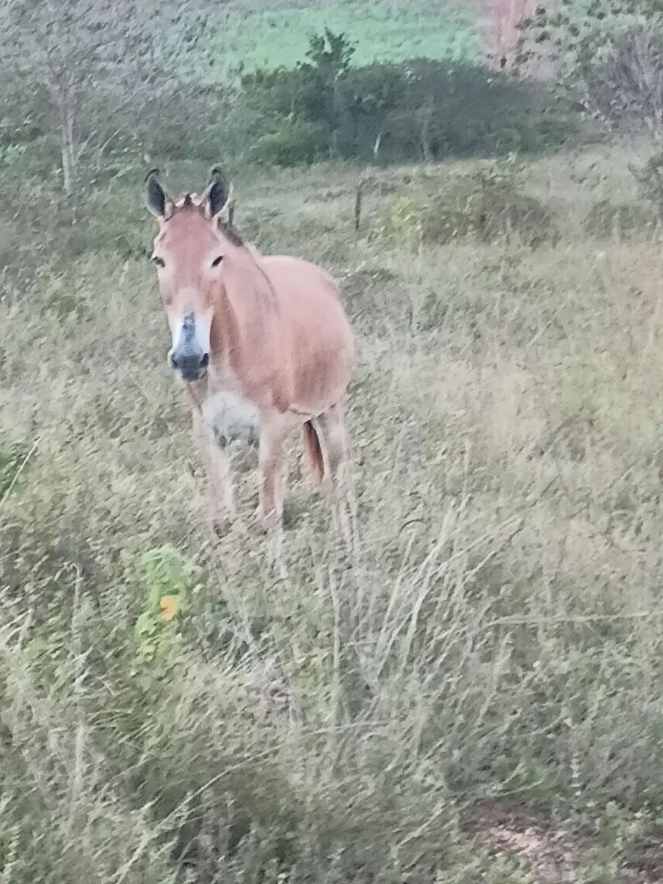 Vendo burro bom de carroça e bom de sela - Foto 5