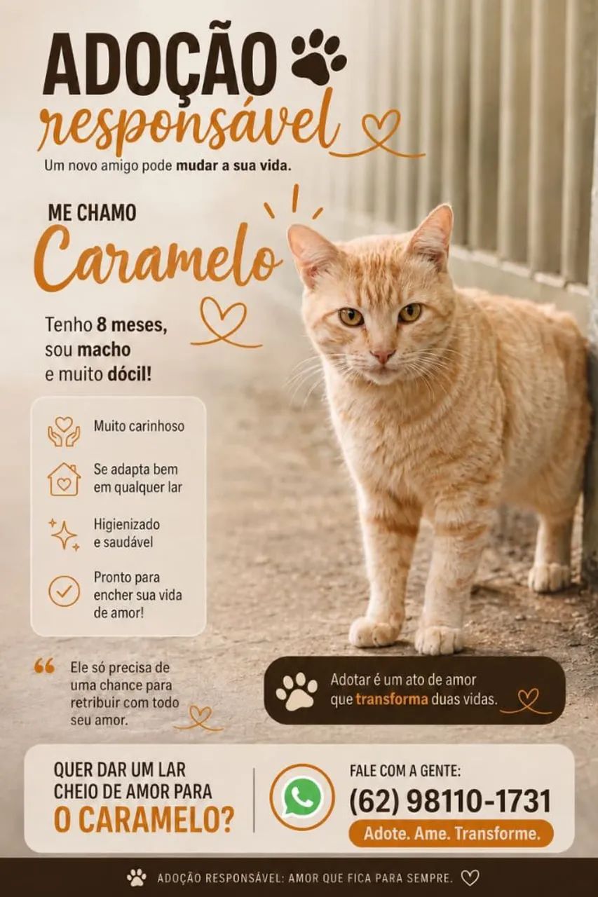 Pet's para adoção responsável  - Foto 5
