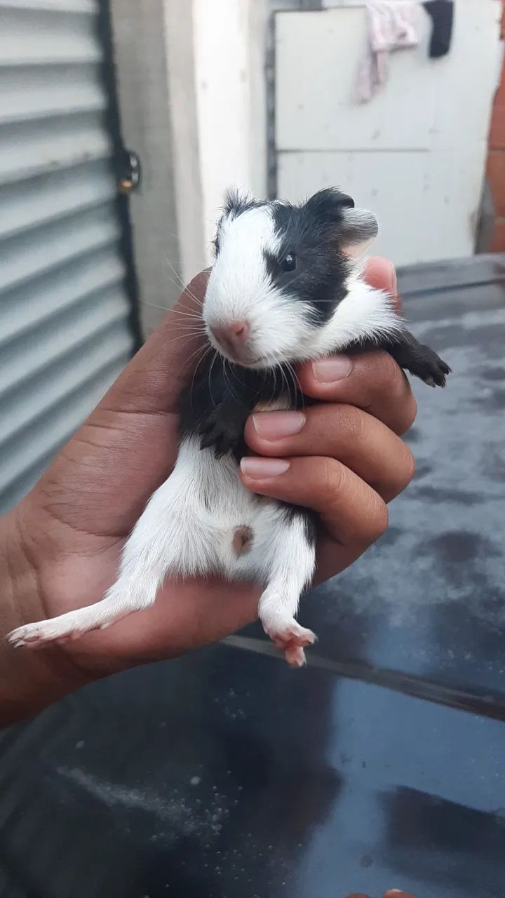 Porquinhos da Índia - Foto 3