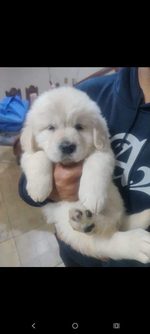 Filhotes de Golden Retriever  - Foto 2