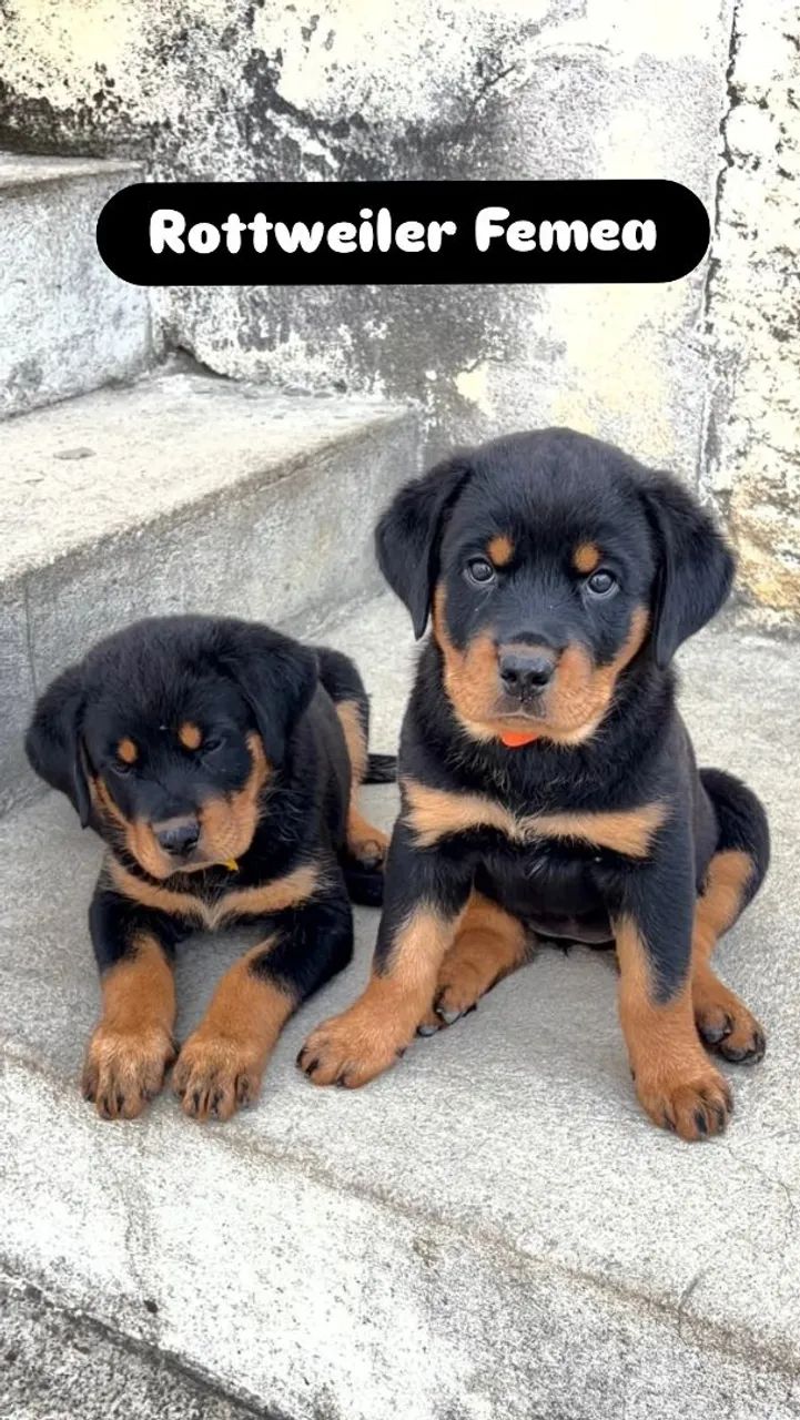 Rottweiler Macho e Femea - Foto 2