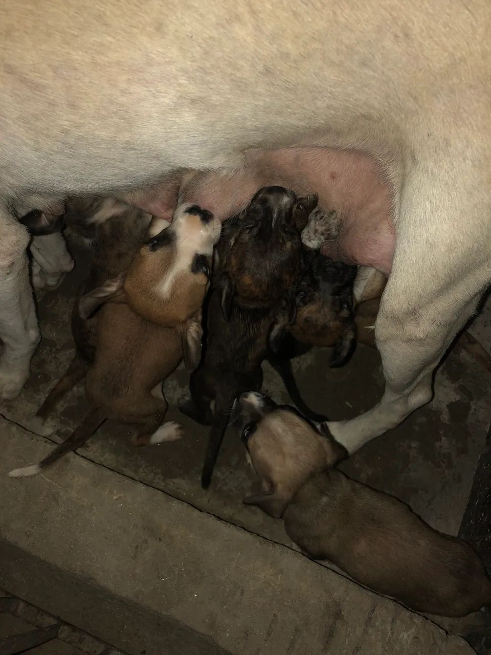 Filhote de cachorro  - Foto 3